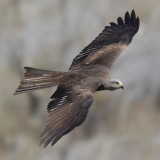 Black kite (milvus migrans), Leukerfeld, Switzerland, April 2011