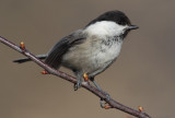 Willow tit (poecile montanus), Ayer, Switzerland, April 2011