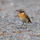 Whinchat (saxicola rubetra), Leuk, Switzerland, April 2011