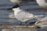 Sandwich tern