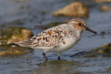 Sanderling (calidris alba), Prverenges, Switzerland, May 2011