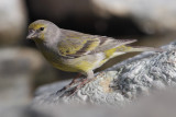 Citril finch (carduelis citrinella), Ayer, Switzerland, May 2011