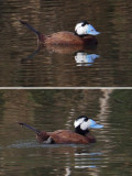White-headed duck (oxyura leucocephala), Gran Alacant, Spain, June 2011