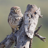 Little owl (athene noctua), Gran Alicant, Spain, June 2011