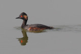 Black-necked grebe (podiceps nigricollis), Elche, Spain, June 2011