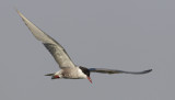 Whiskered tern (chlidonias hybrida), Elche, Spain, June 2011