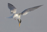 Little tern (sternula albifrons), Santa Pola, Spain, June 2011