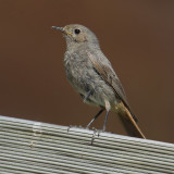 Black redstart (phoenicurus ochruros), Ayer, Switzerland, July 2011