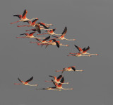 Greater flamingo (phoenicopterus roseus), Santa Pola, Spain, June 2011