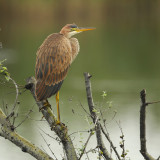 Purple heron (ardea purpurea), Champ-Pittet, Switzerland, August 2011