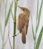 Reed warbler (acrocephalus scirpaceus), Champ-Pittet, Switzerland, August 2011