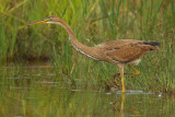 Purple heron (ardea purpurea), Champ-Pittet, Switzerland, August 2011