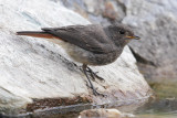 Black redstart (phoenicurus ochruros), Ayer, Switzerland, August 2011