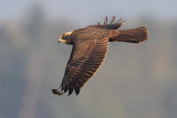 Marsh harrier (circus aeruginosus), Vullierens, Switzerland, August 2011