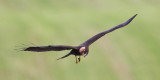 Marsh harrier (circus aeruginosus), Vullierens, Switzerland, August 2011