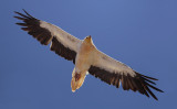 Egyptian vulture (neophron percnopterus majorensis), Los Molinos (Fuertaventura), Spain, September 2011