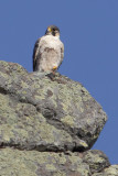 Barbary falcon (falco (peregrinus) pelegrinoides), Barranco de Juan Vera (La Gomera), Spain, September 2011