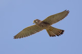 Common kestrel (falco tinnunculus canariensis), Costa Adeje (Tenerife), Spain, September 2011