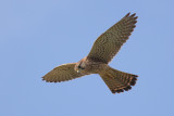 Common kestrel (falco tinnunculus canariensis), Costa Adeje (Tenerife), Spain, September 2011