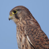 Common kestrel (falco tinnunculus canariensis), Costa Adeje (Tenerife), Spain, September 2011
