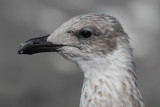 Atlantic yellow-legged gull (larus michahellis atlantis), El Golfo (Lanzarote), Spain, August 2011