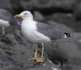 Atlantic yellow-legged gull (larus michahellis atlantis), El Golfo (Lanzarote), Spain, August 2011