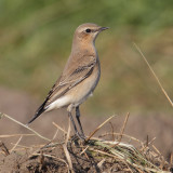 Northern wheatear (oenanthe oenanthe), Grancy, Switzerland, September 2011