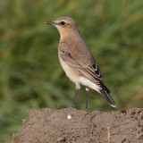 Northern wheatear (oenanthe oenanthe), Grancy, Switzerland, September 2011