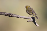 Atlantic canary (serinus canaria), Las Lajas (Tenerife), Spain, September 2011