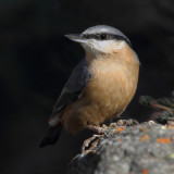 Nuthatch (sitta europaea), Ayer, Switzerland, October 2011