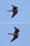 Eleonoras falcon (falco eleonorae), Mirador del Rio (Lanzarote), Spain, September 2011