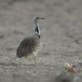 Houbara bustard (chlamydotis undulata fuertaventurae),  El Jable (Lanzarote), Spain, September 2011