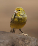 Atlantic canary (serinus canaria), Las Lajas (Tenerife), Spain, September 2011