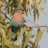  Indian roller, blue jay (coracias benghalensis), Bund Baretha, India, December 2009