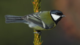 Great tit (parus major), Ayer, Switzerland, November 2011