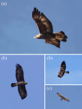 Golden eagle (aquila chrysaetos), Nava (Val dAnniviers), Switzerland, November 2011