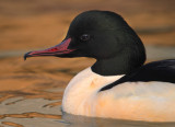 Goosander (mergus merganser), Morges, Switzerland, November 2011
