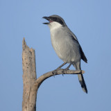 Desert grey shrike (lanius meridionalis koenigi, lanius elegans koenigi), Yaiza (Lanzarote), Spain, September 2011