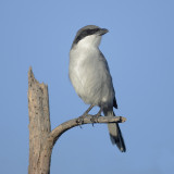 Desert grey shrike (lanius meridionalis koenigi, lanius elegans koenigi), Yaiza (Lanzarote), Spain, September 2011