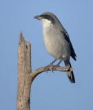 Desert grey shrike (lanius meridionalis koenigi, lanius elegans koenigi), Yaiza (Lanzarote), Spain, September 2011