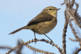 Canary Islands chiffchaff (phylloscopus canariensis), Playa de las Americas (Tenerife), September 2011