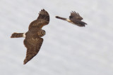 Hen harrier, Aclens, Switzerland, February 2012