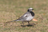 White wagtail (motacilla alba personata), Harike Pattan, India, February 2012