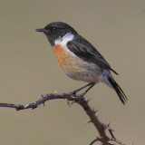 Stonechat (saxicola rubicola), Montricher, Switzerland, March 2012