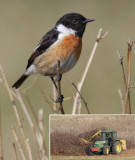 Stonechat (saxicola rubicola), Aclens, Switzerland, March 2012