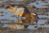 Garganey (anas querquedula), Préverenges, Switzerland, March 2012