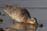 Garganey (anas querquedula), Préverenges, Switzerland, March 2012