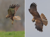 Marsh harrier, Grancy, Switzerland, April 2012