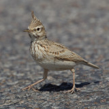 Crested lark (galerida cristata arenicola), Chenini,Tunisia, April 2012