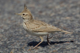 Crested lark (galerida cristata arenicola), Chenini,Tunisia, April 2012